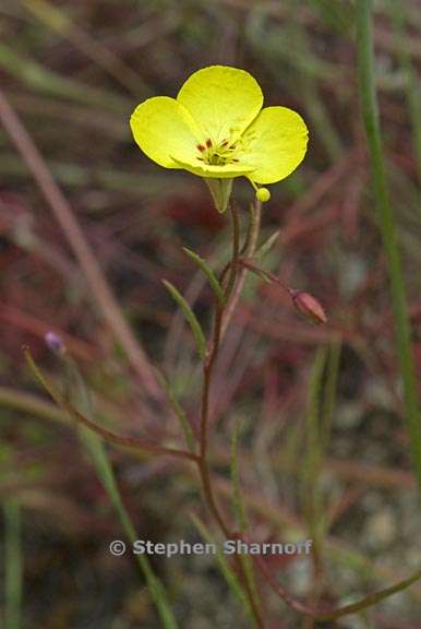 camissonia campestris ssp campestris 3 graphic